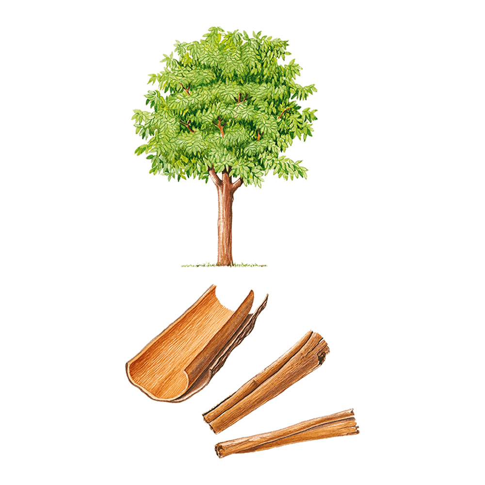 ceylon cinnamon essential oil benefits