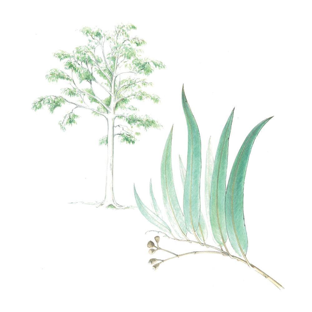 Lemon Eucalyptus (Eucalyptus citriodora or Corymbia citriodora)