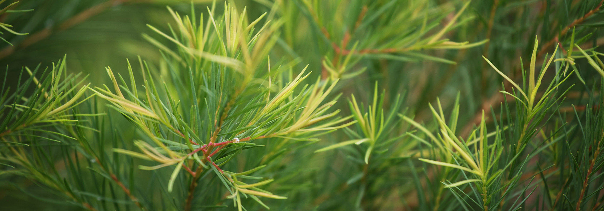 properties of tea tree