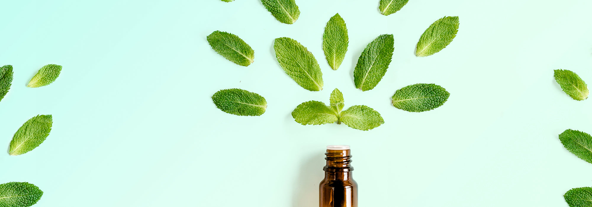 Peppermint essential oil: Virtues and Uses