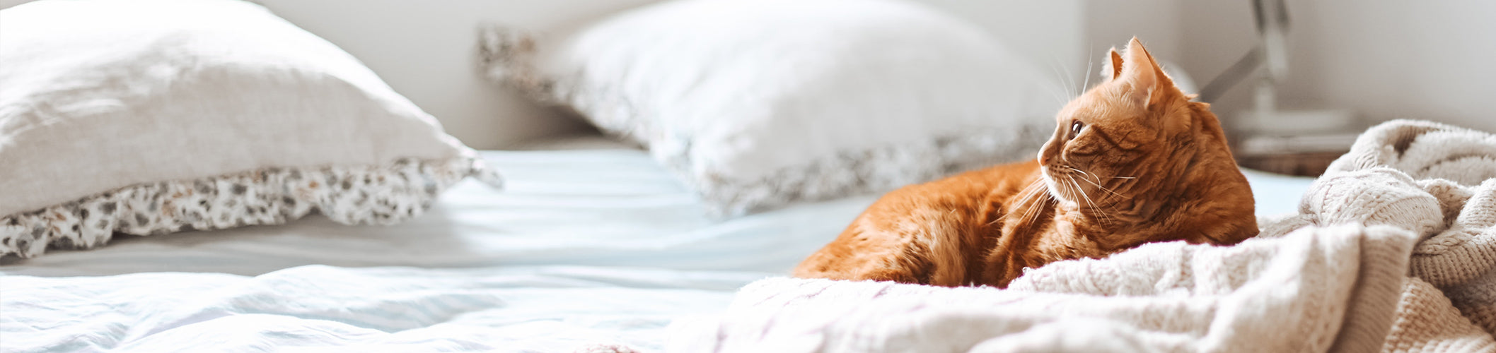 How to limit the risks of pet allergies naturally?