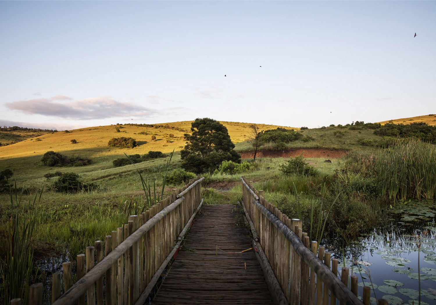 south africa pure quality