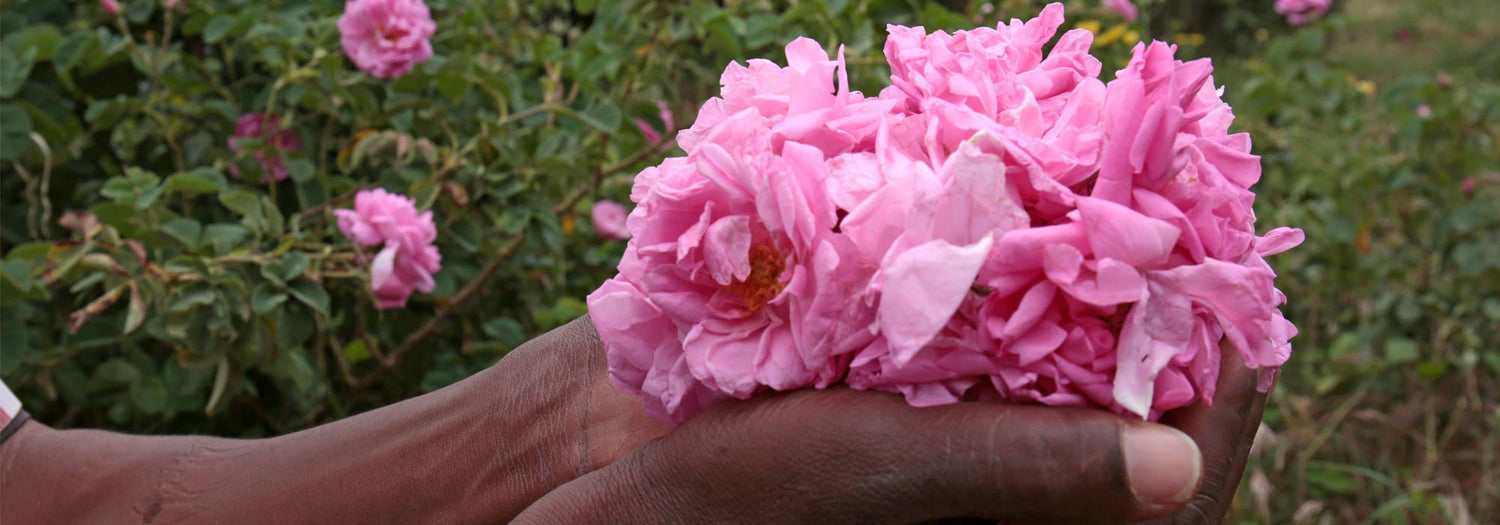 commitment puressentiel roses