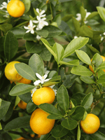 tree orange essential oil puressentiel